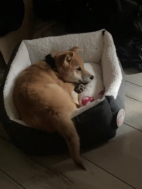 chien lost   22100 Dinan Aiko
