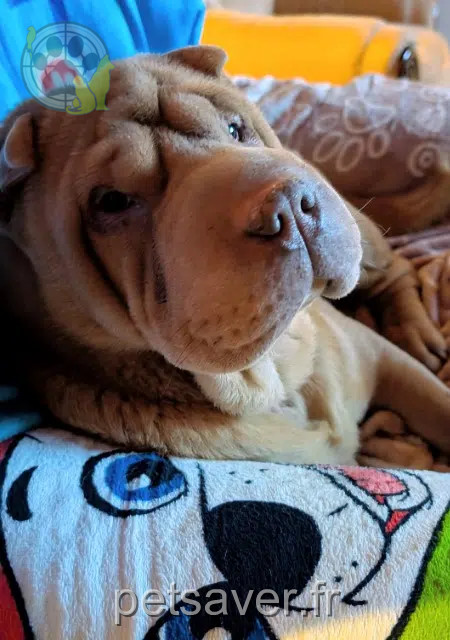 chien lost   22290 Tréguidel Albert