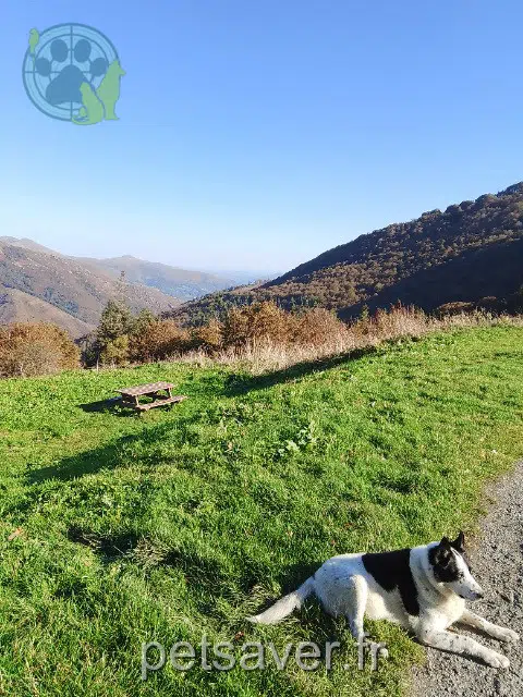 perro lost 22590 Pordic Bao