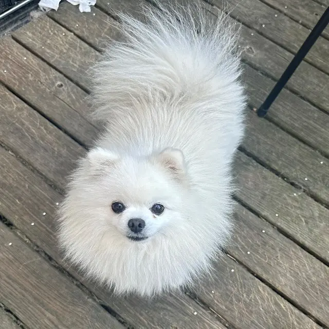 chien lost    Binic-Étables-sur-Mer Pacco