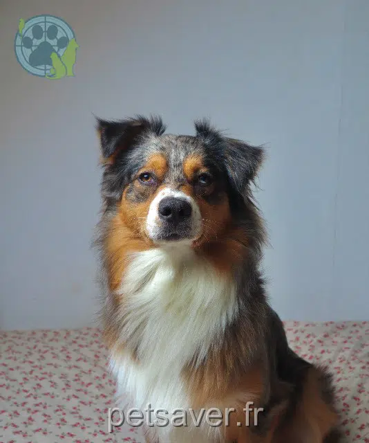 chien perdu 22640 Tramain Blaick chien lost 22640 Tramain Blaick