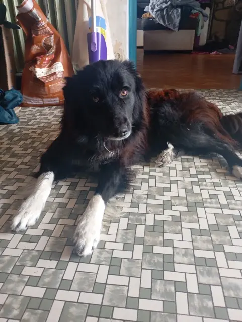 chien lost   22170 Châtelaudren-Plouagat Ulysse