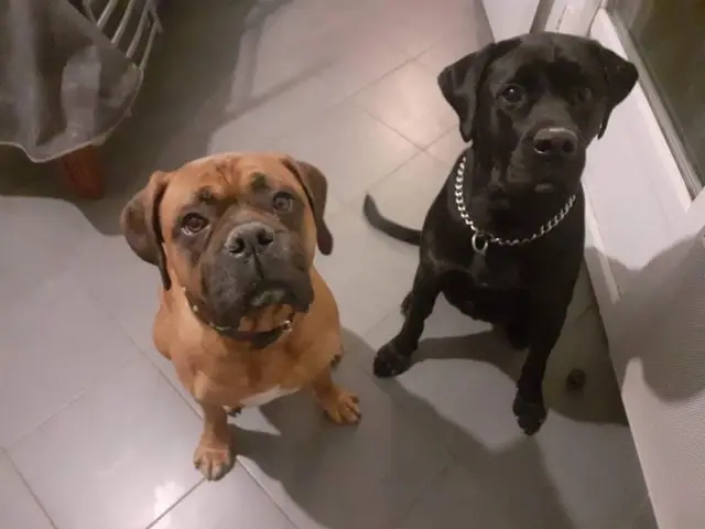 chien lost   22400 Lamballe-Armor Lookiemalco