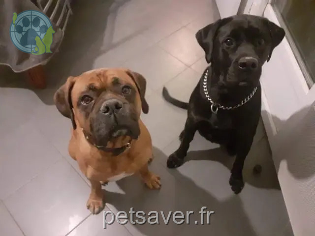 hond vermist 22400 Lamballe-Armor Lookiemalco hond lost 22400 Lamballe-Armor Lookiemalco