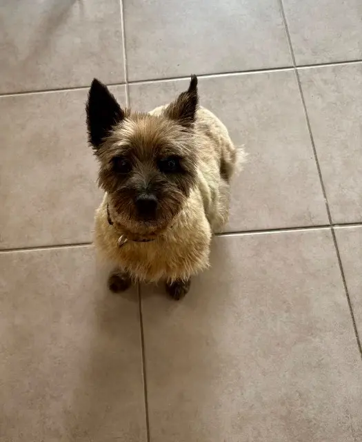chien lost   22690 La Vicomté-sur-Rance Lascar