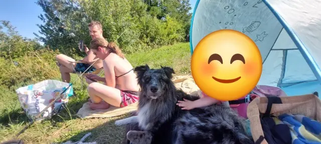 chien lost   22120 Hillion Likane