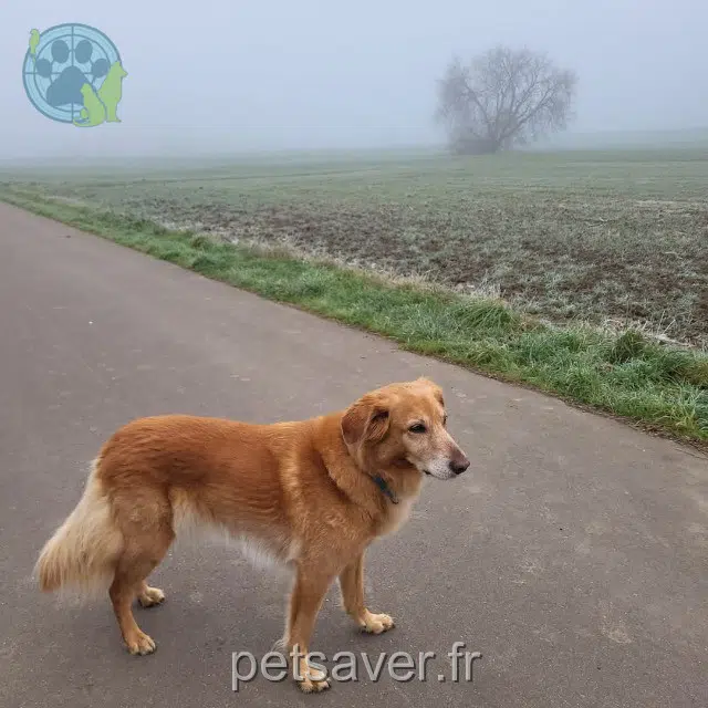 chien lost   22400 Saint-Alban Milo