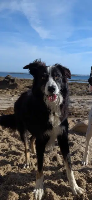 chien lost   22230 Gomené Milo