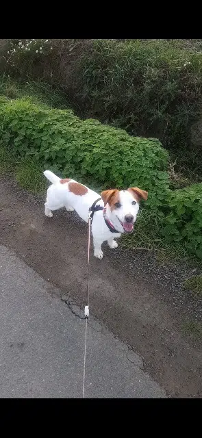 chien lost   22800 Plaine-Haute Milo