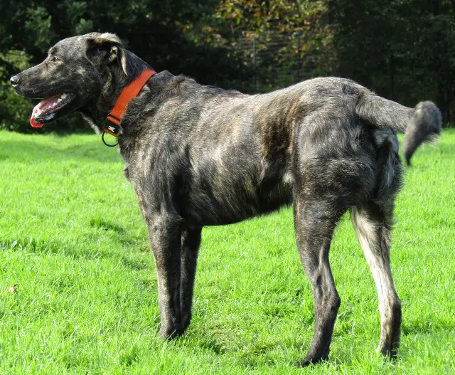 chien lost   22140 Prat Mozart