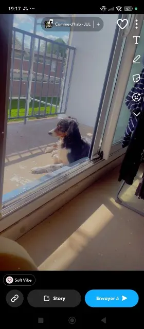 chien lost   22100 Dinan Nikita