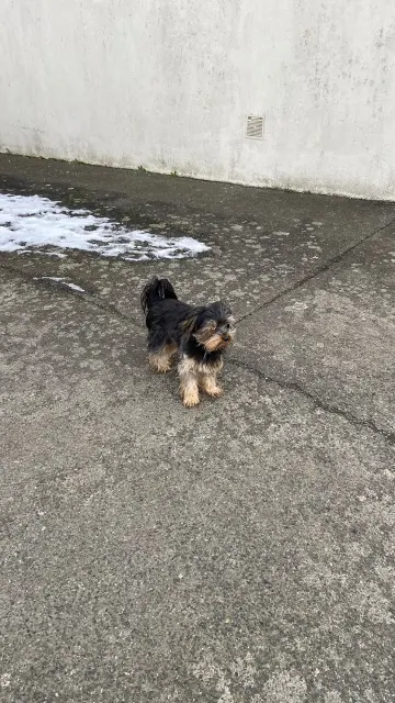 chien lost   22970 Ploumagoar Paquito