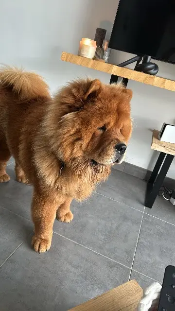 chien lost   22150 Plouguenast-Langast Tobyas