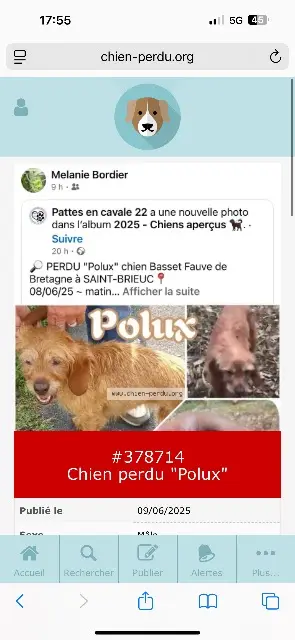 Hund vermisst 22000 Saint-Brieuc Polux Hund lost 22000 Saint-Brieuc Polux