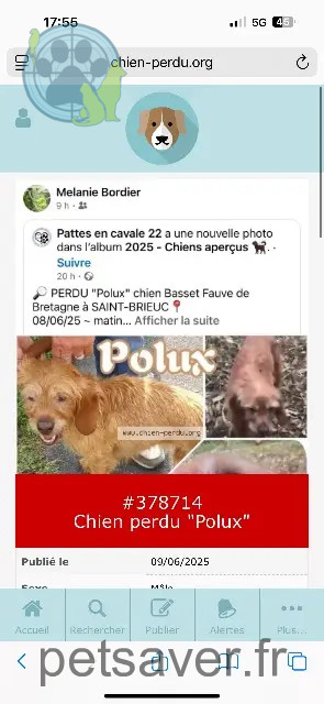 cane perso 22000 Saint-Brieuc Polux cane lost 22000 Saint-Brieuc Polux