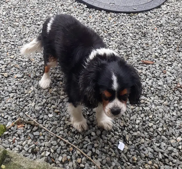hond vermist 22510 Saint-Glen Polychinel hond lost 22510 Saint-Glen Polychinel
