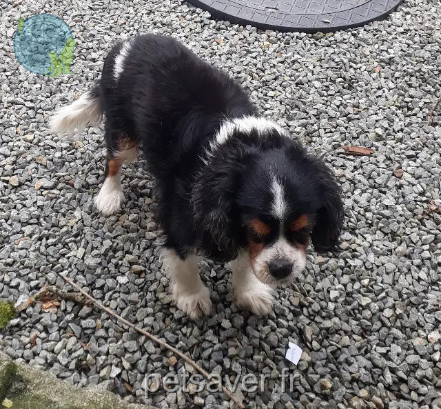 chien perdu 22510 Saint-Glen Polychinel chien lost 22510 Saint-Glen Polychinel