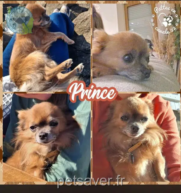 chien lost   22210 La Prénessaye Prince