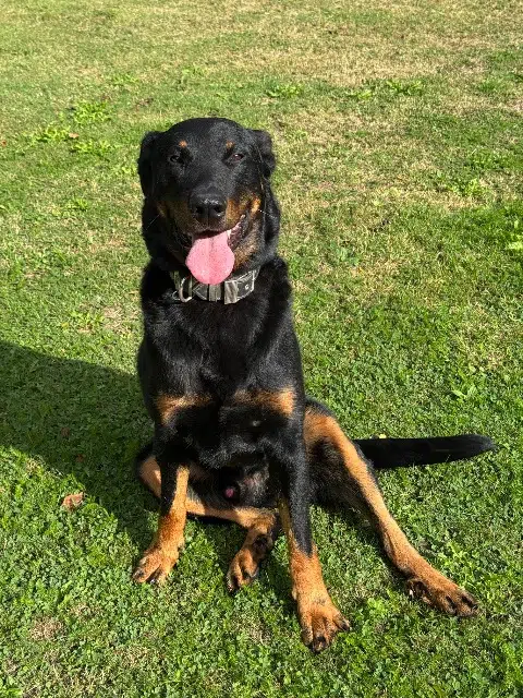 chien lost   22580 Plouha Rex