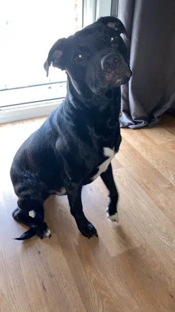 chien lost   22690 La Vicomté-sur-Rance Rio