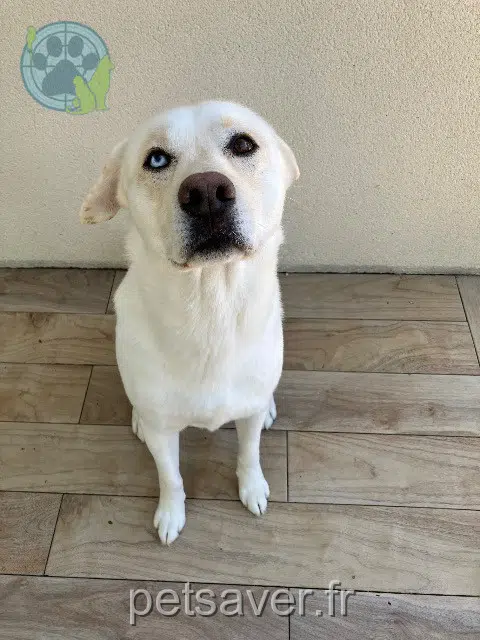 chien lost   22150 Plémy Rox