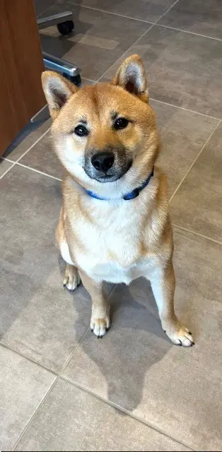 chien lost   22290 Pléhédel Royca