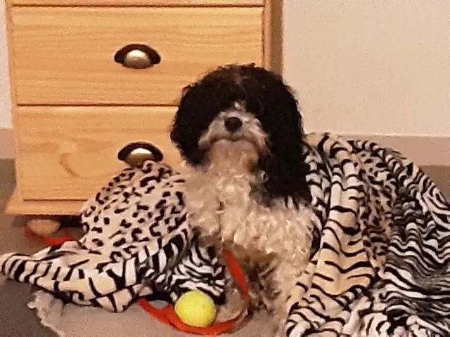 chien lost   22510 Trédaniel Schultz