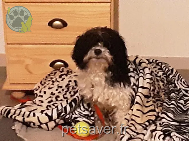 chien perdu 22510 Trédaniel Schultz chien lost 22510 Trédaniel Schultz