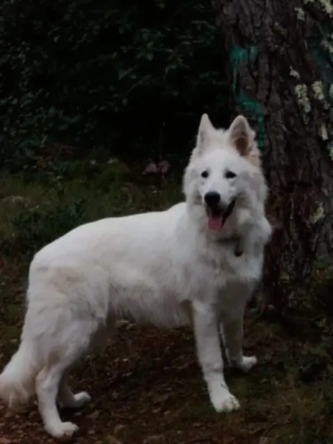 chien lost   22380 Saint-Cast-le-Guildo Smaug