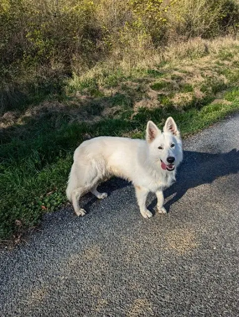 chien lost   22380 Saint-Cast-le-Guildo Smaug