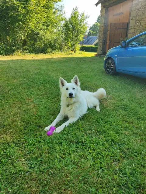 chien lost   22380 Saint-Cast-le-Guildo Smaug