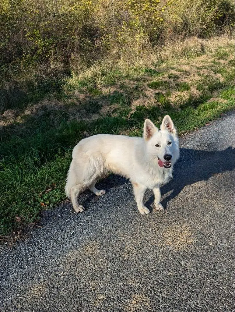 chien lost   22380 Saint-Cast-le-Guildo Smaug