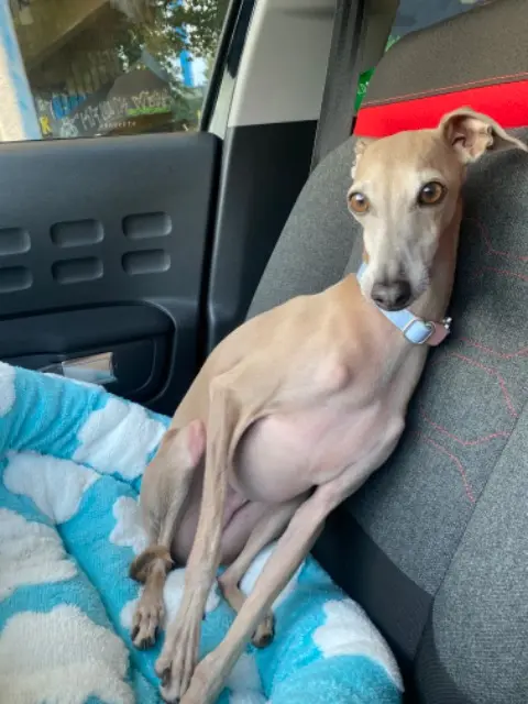 chien lost   22810 Plougonver Thierry