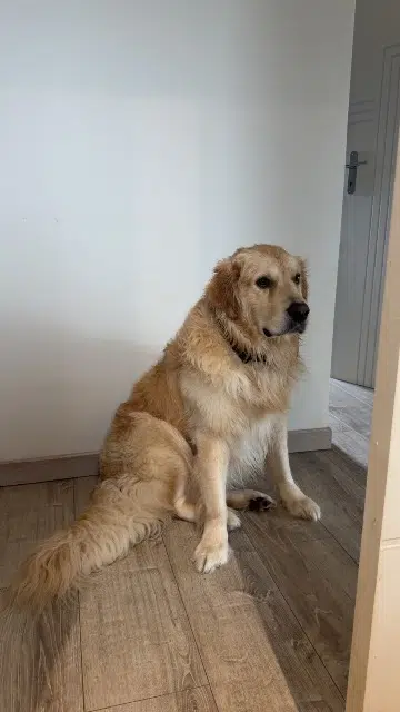 chien lost   22100 Le Hinglé Uber