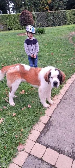 chien lost   22460 Saint-Hervé Ulyss