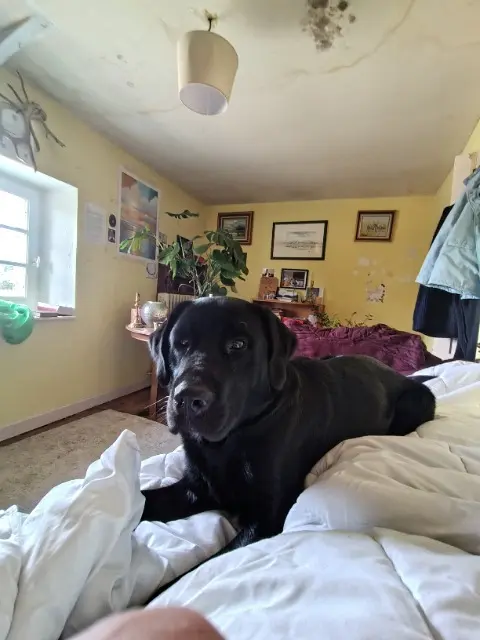 chien lost   22120 Quessoy Uno