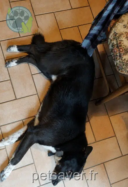 perro perdido 22600 La Motte Oscar perro lost 22600 La Motte Oscar