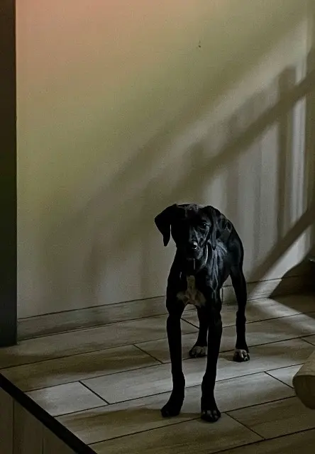 chien lost   23220 Bonnat A-iko