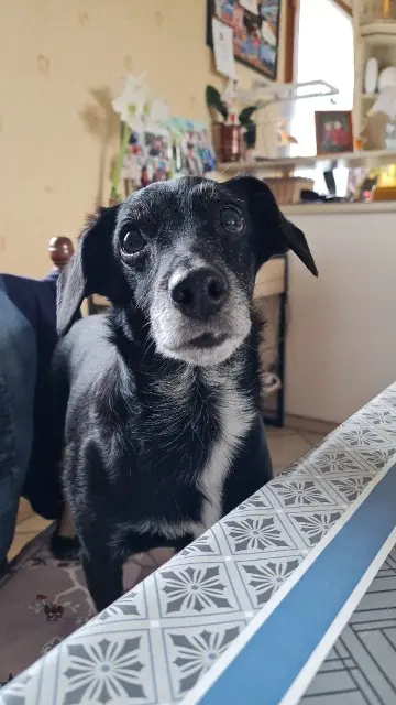 chien lost   23200 Saint-Amand Bart