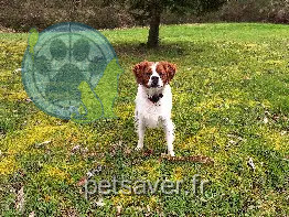 Chien Perdu 23 Creuse Chien Perdu 23 Creuse