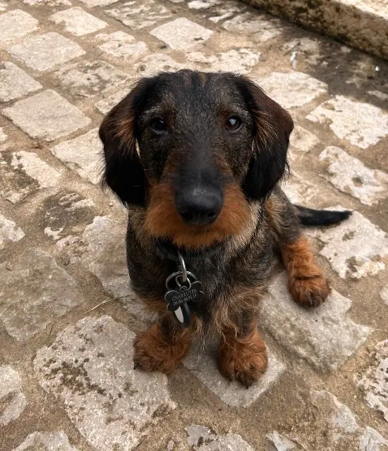 chien lost    Bassillac et Auberoche Théodore