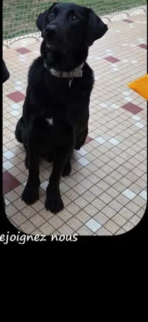 chien lost    Brantôme en Périgord Rocky