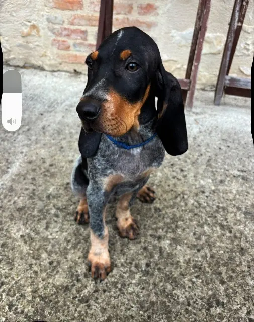 chien lost   24210 Azerat Cartouche