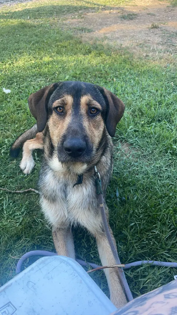 Chien Perdu 24 Dordogne - Chausette