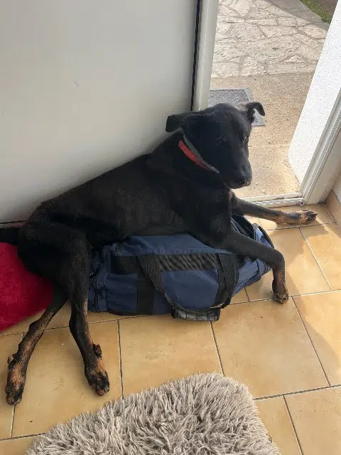 chien lost   24660 Coulounieix-Chamiers Chipppppo