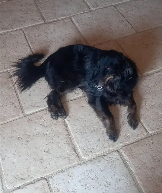 chien lost   24220 Coux et Bigaroque-Mouzens Paco