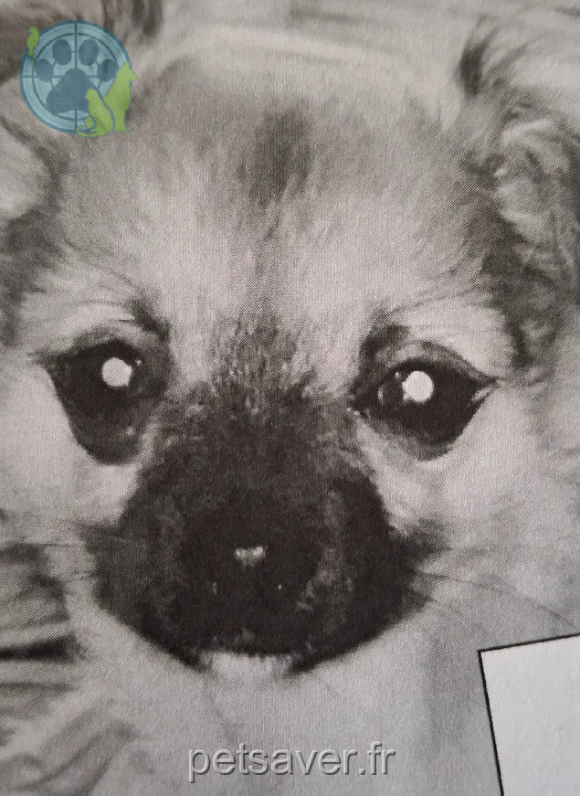 cane perso Rue Parmentier 24000 Périgueux Doudou cane lost Rue Parmentier 24000 Périgueux Doudou