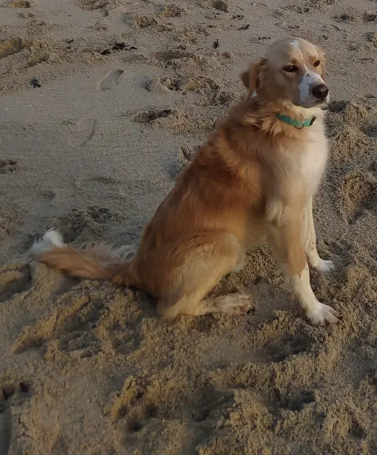 chien lost   24470 Saint-Saud-Lacoussière Dune