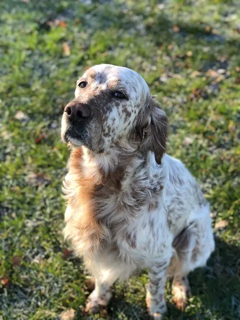 chien lost   24120 Châtres Icko