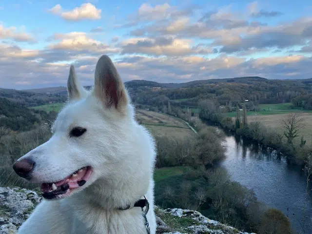 chien lost   24620 Les Eyzies Taiko